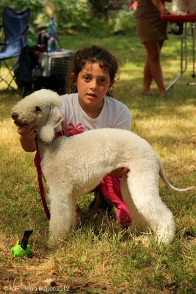 2012-07-01 B & B - Bedlington & Bichon Fun Day (314)_1000x1500.jpg
